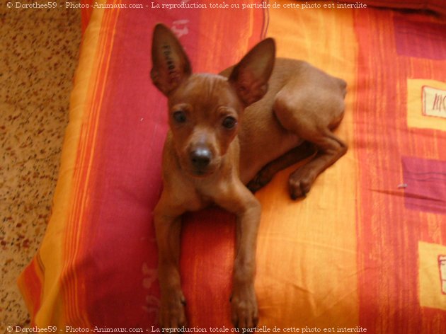 Photo de Pinscher nain