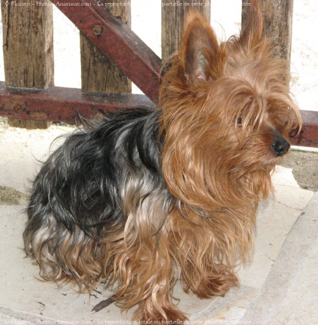 Photo de Yorkshire terrier