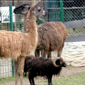 Photo de Races diffrentes