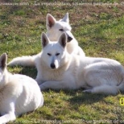 Photo de Berger blanc suisse