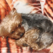 Photo de Yorkshire terrier