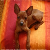 Photo de Pinscher nain