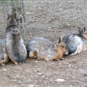 Photo de Races diffrentes