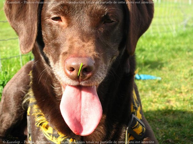 Photo de Labrador retriever