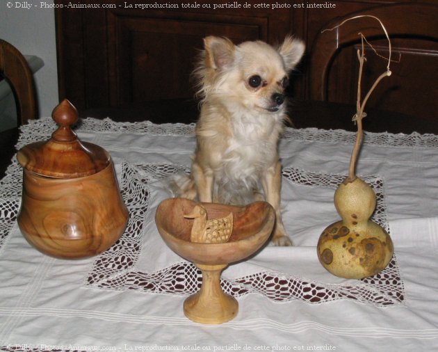 Photo de Chihuahua  poil long