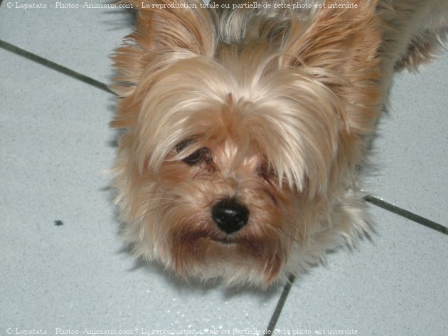 Photo de Yorkshire terrier