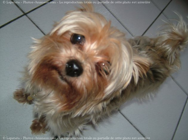 Photo de Yorkshire terrier