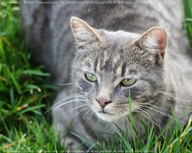 Photo de Chat domestique