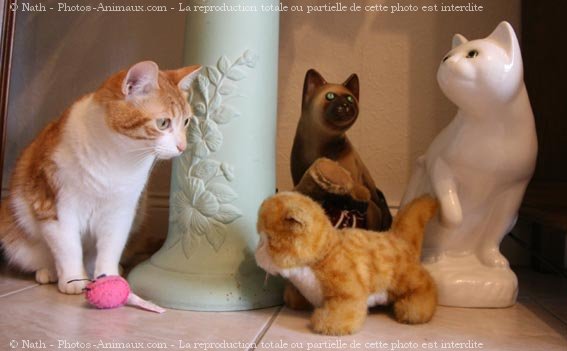 Photo de Chat domestique