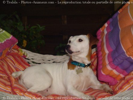 Photo de Jack russell terrier