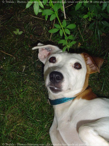 Photo de Jack russell terrier