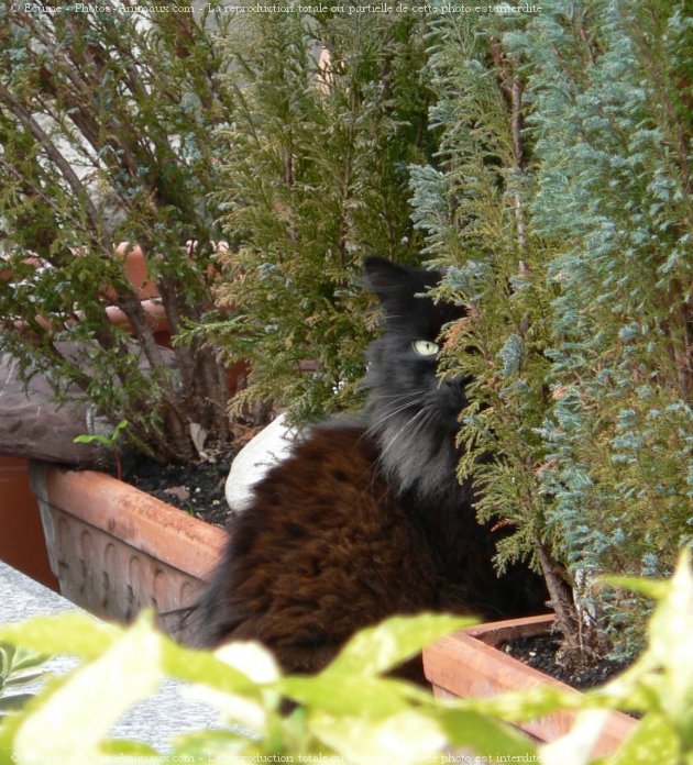 Photo de Chat domestique