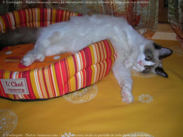 Photo de Ragdoll