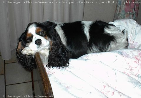 Photo de Cavalier king charles spaniel