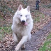 Photo de Berger blanc suisse