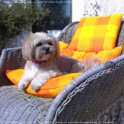 Photo de Lhassa apso