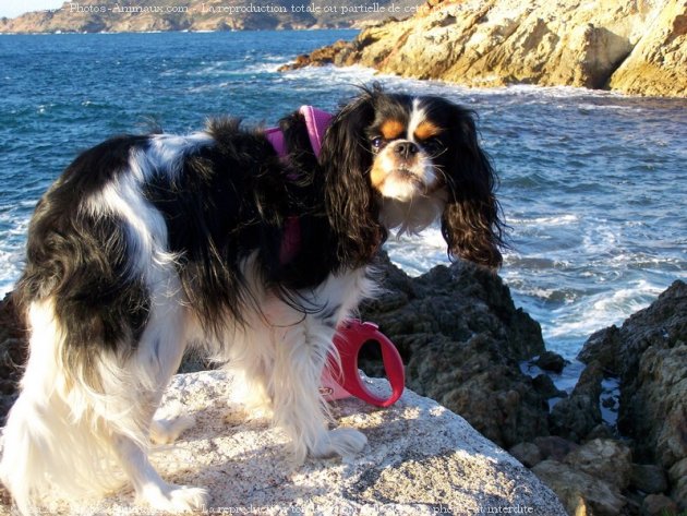 Photo de Cavalier king charles spaniel