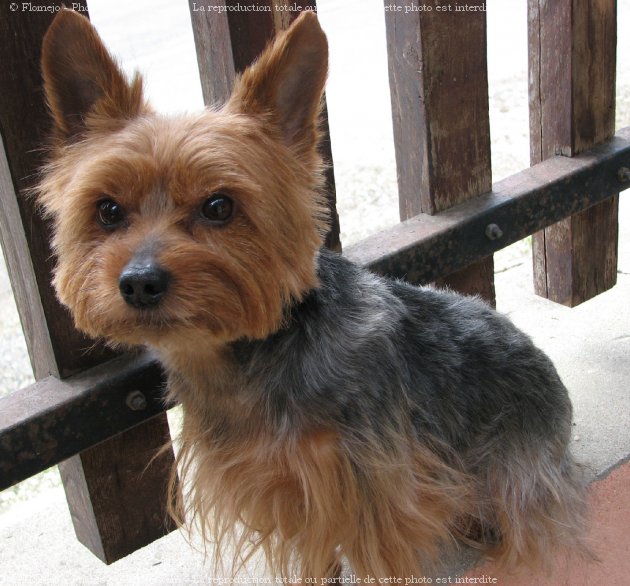 Photo de Yorkshire terrier