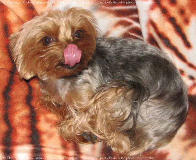 Photo de Yorkshire terrier