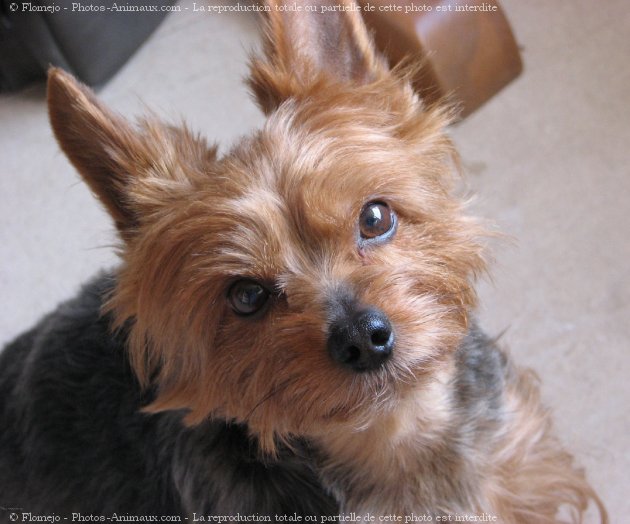 Photo de Yorkshire terrier