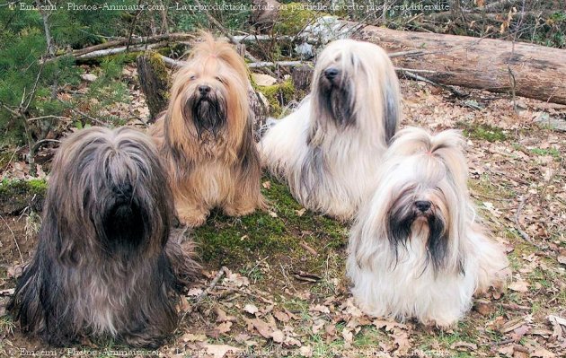 Photo de Lhassa apso