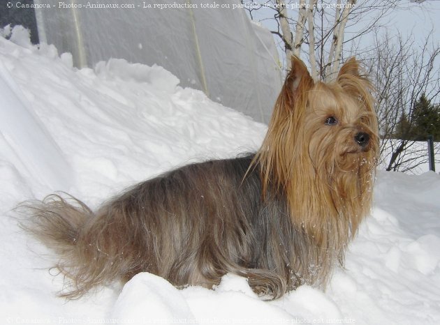 Photo de Yorkshire terrier