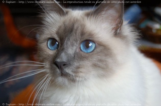 Photo de Sacr de birmanie