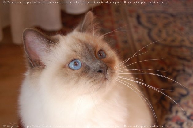 Photo de Sacr de birmanie