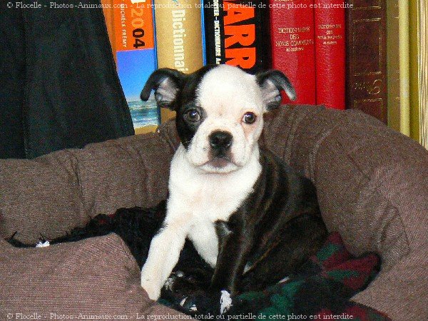 Photo de Boston terrier