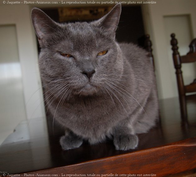 Photo de Chartreux