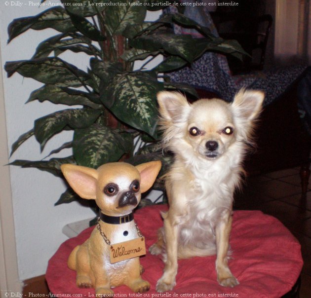 Photo de Chihuahua  poil long