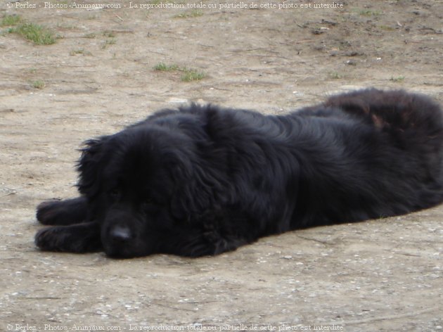 Photo de Chien de terre-neuve