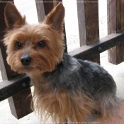 Photo de Yorkshire terrier