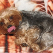 Photo de Yorkshire terrier