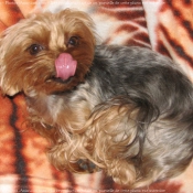 Photo de Yorkshire terrier