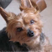 Photo de Yorkshire terrier