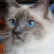 Photo de Sacr de birmanie