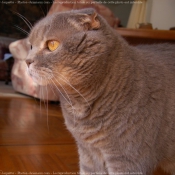 Photo de Scottish fold