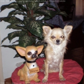 Photo de Chihuahua  poil long