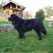 Photo de Chien de terre-neuve