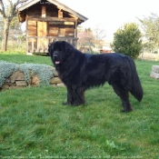 Photo de Chien de terre-neuve