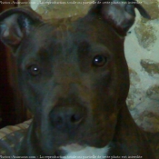 Photo d'American staffordshire terrier