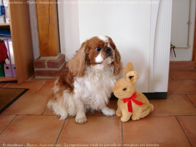 Photo de King charles spaniel