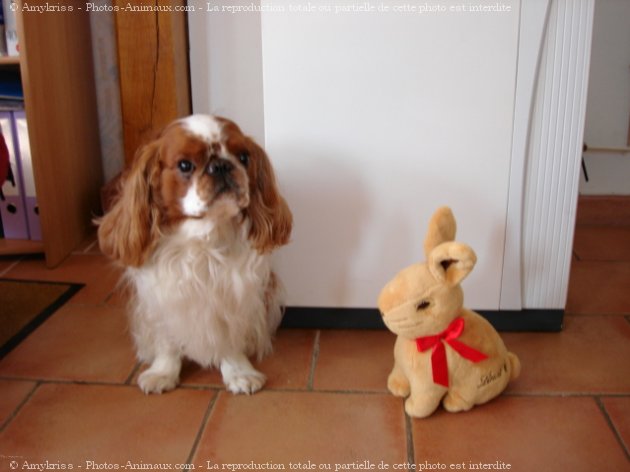 Photo de King charles spaniel