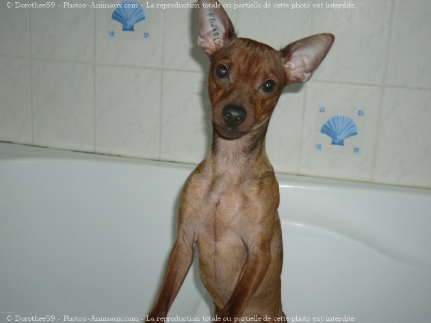 Photo de Pinscher nain