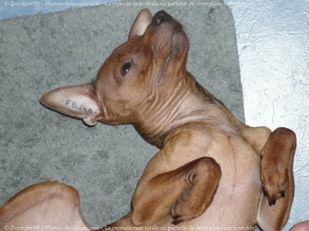 Photo de Pinscher nain