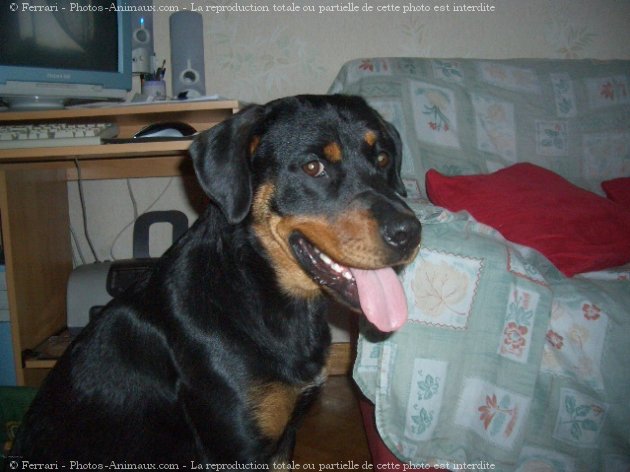 Photo de Rottweiler