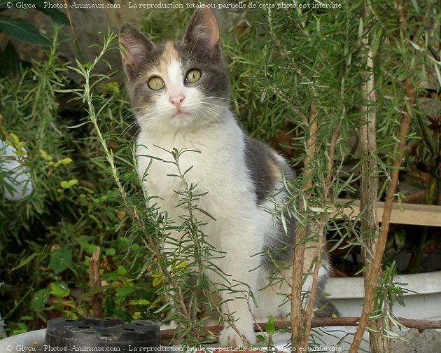 Photo de Chat domestique