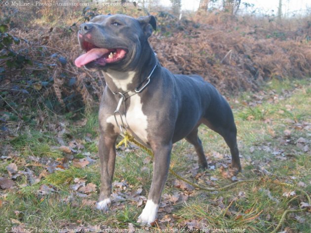 Photo d'American staffordshire terrier