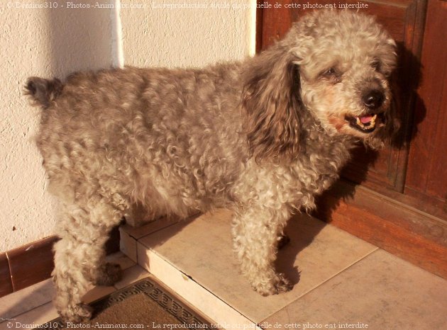 Photo de Caniche moyen